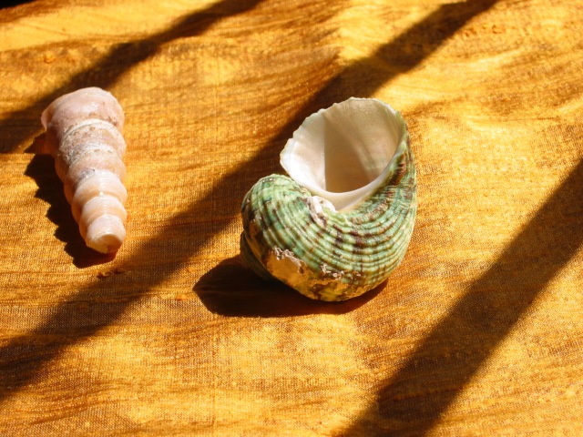 Sea Shells on a Silk Shore