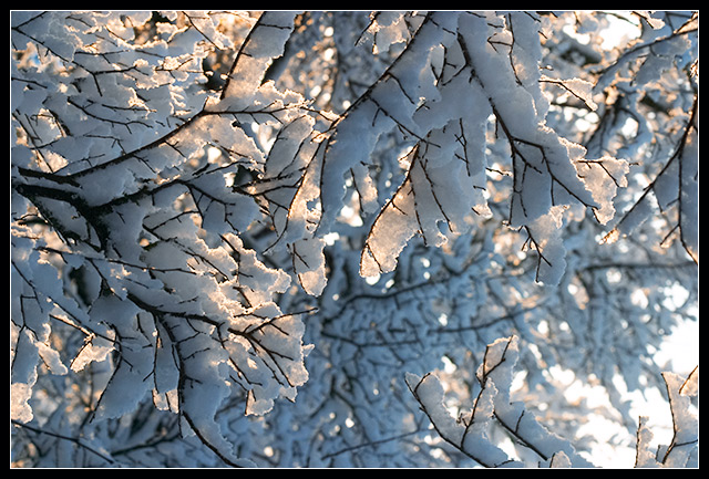 Morning Light