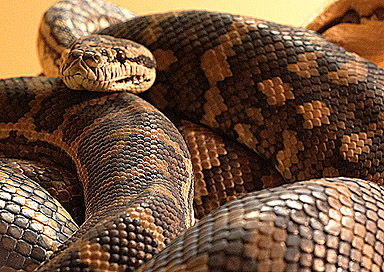 Queensland Carpet Python