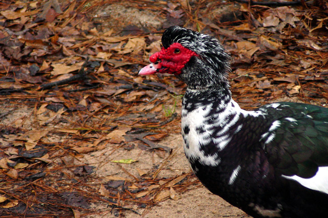 Duck and Forest Floor