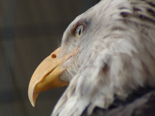 Beak and Feathers