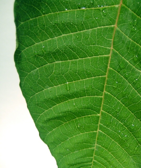 Leaf with veins