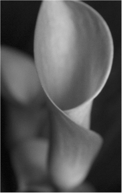 Calla Lily