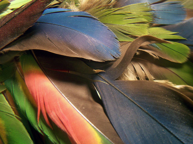 Old feather collection.....