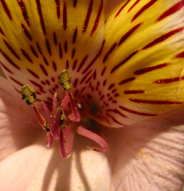 Texture of Pollen