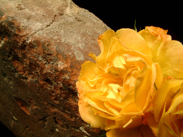 Brick and Roses
