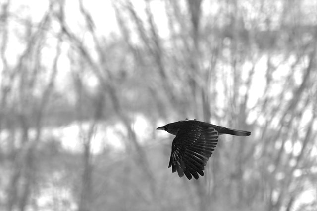 As the Crow Flies