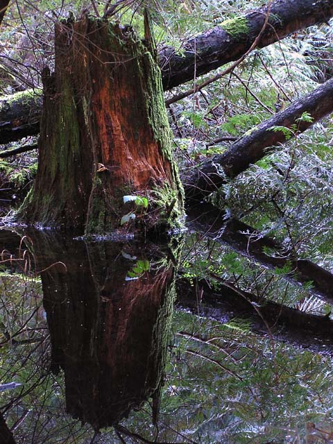 Old Stump Reflected