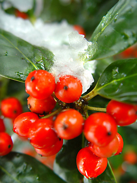 Fire Red Berries