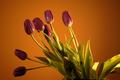 Purple Tulips