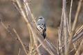 Flycatcher