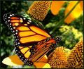 A Monarch Butterfly
