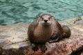 I otter be in pictures!