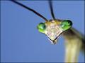 Mantis