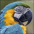  macaw study