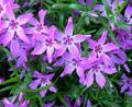 Phlox