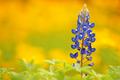 Texas Bluebonnet