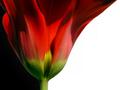 tulip time