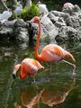 Flamingo Reflections