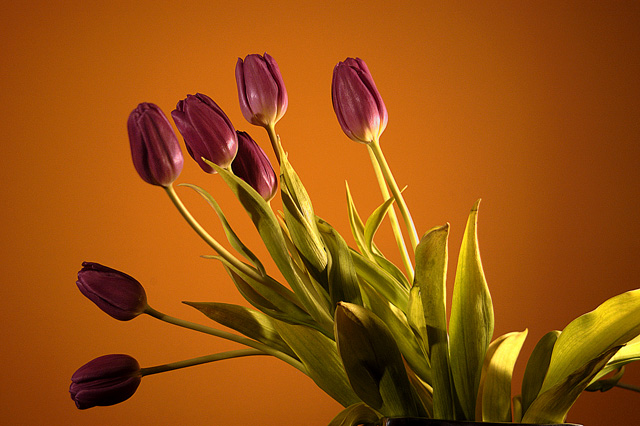 Purple Tulips