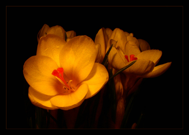 Crocus painted with Light