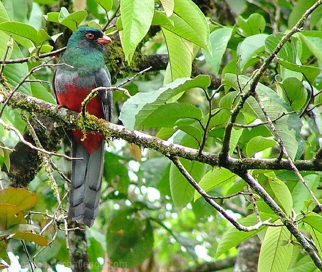 Trogon Massena