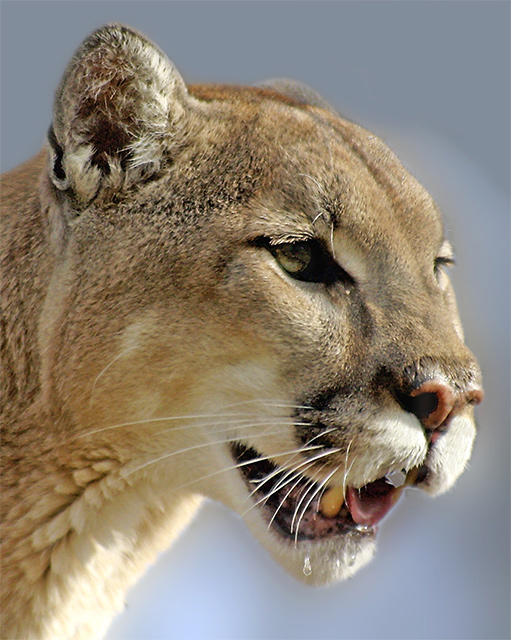 Mountain Lion (Cougar)