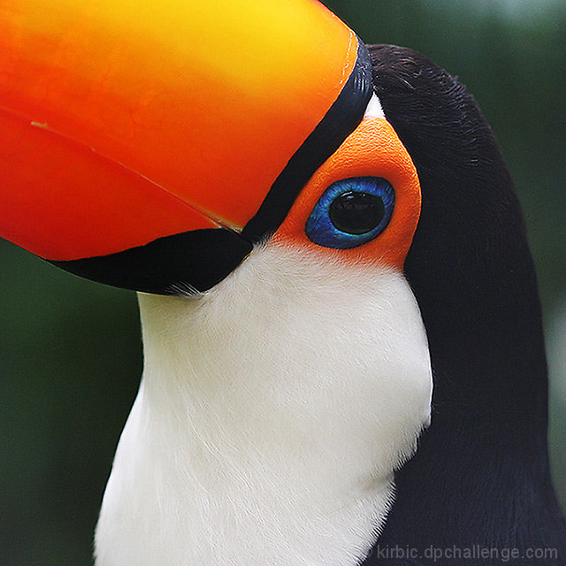 Toucan Candid