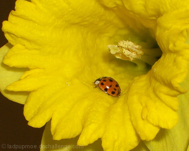 Ladybuy & Daffodil