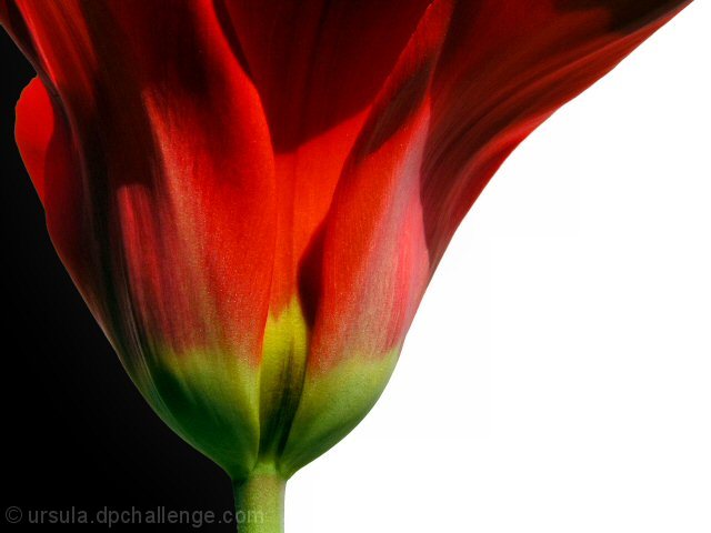 tulip time