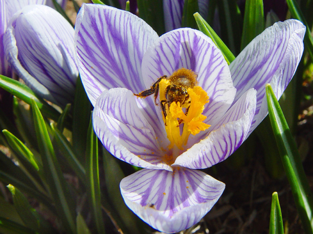 Pollen