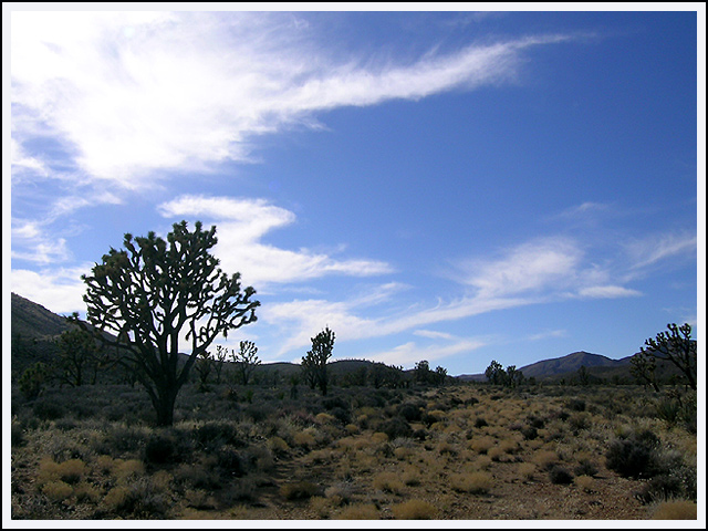 "Desert Silhouette"