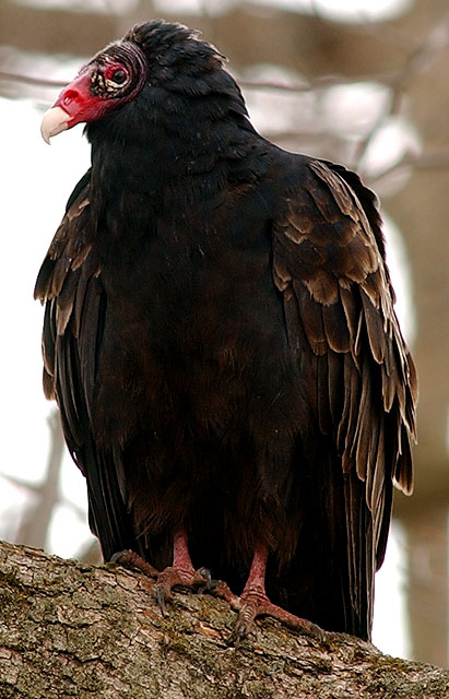 Cathartes Aura (Turkey Vulture)