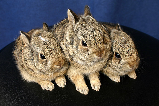 Baby Easter Bunnies