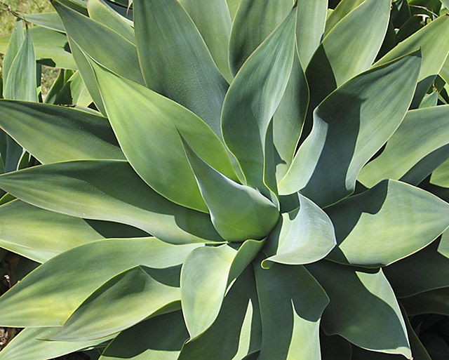 Bloom, In Green