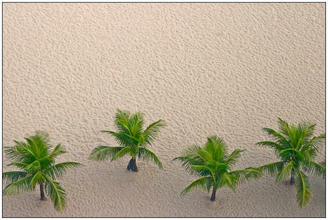 Palms from Ipanema