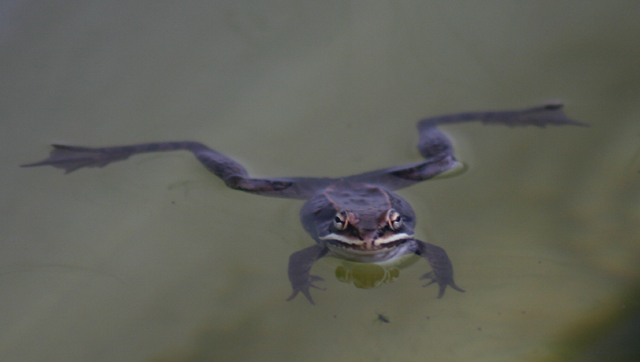 the flippers...the legs...it's PERFECT! Natures Design...