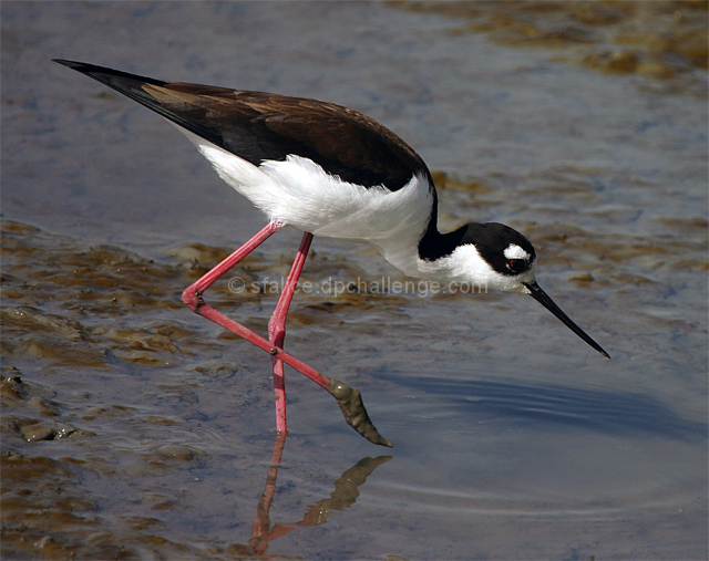 Stilt Sees Prey