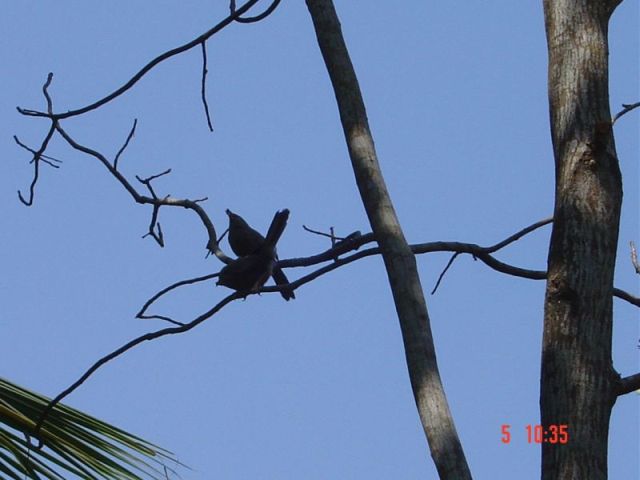 Bird Geometry