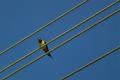 Bird on wire