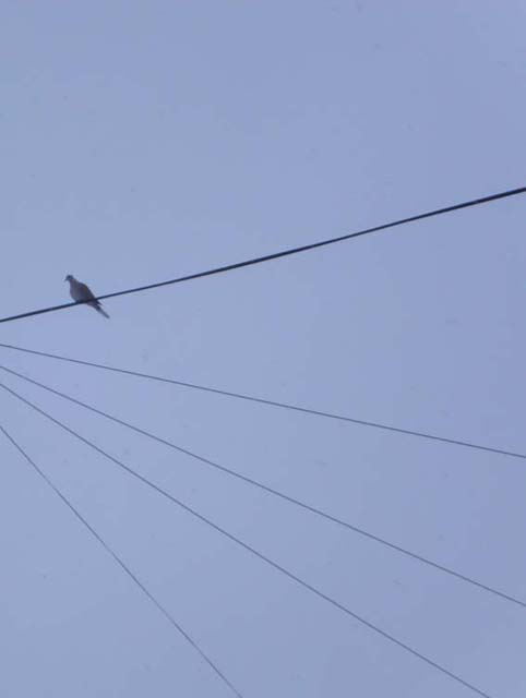 Lines and Bird