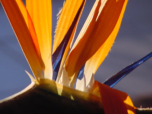 Bird Of Paradise