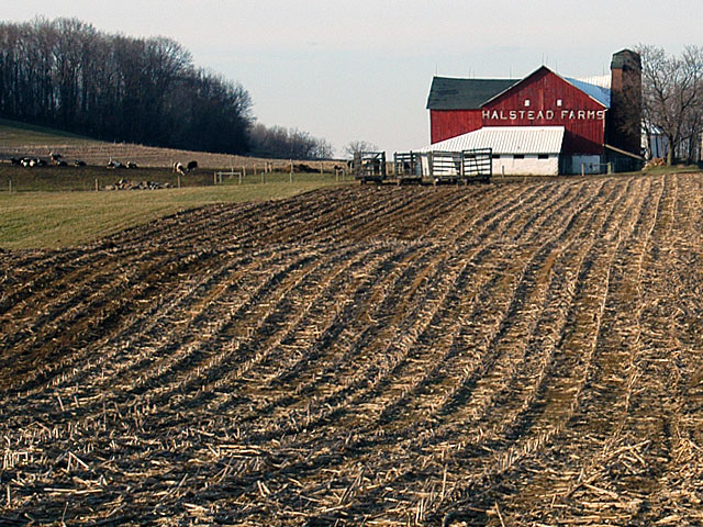 Cow Paths