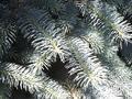 Pine Needles