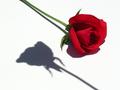 Simply Red