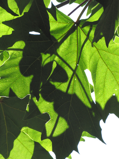 Bigleaf Maple, Spring Afternoon