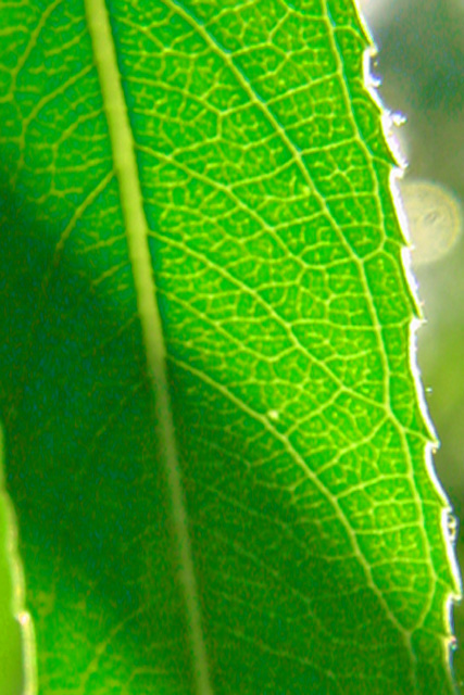Leaf Shadow