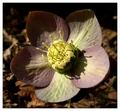 Our Rare Species (Helleborus Purpurascens)