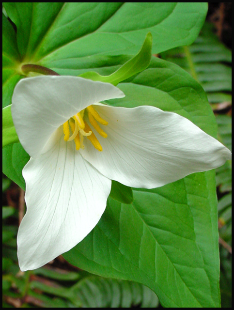 Fine Gardening