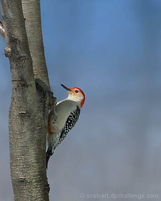 Birding